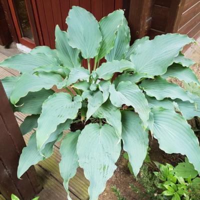 Hosta 'Neptune'